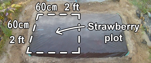 Strawberry growing patch (Strawberry bed)