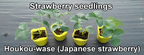 Houkou-wase seedlings (Japanese strawberry plant seedlings)