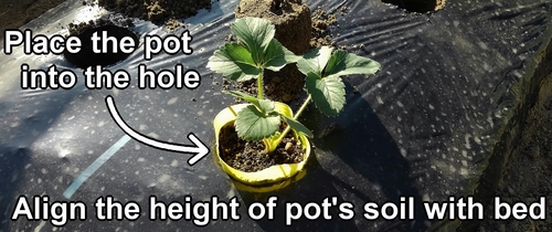 Place the potted strawberry seedling into the hole