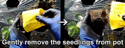 Take the strawberry seedling out of the pot