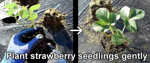 Plant strawberry seedlings gently