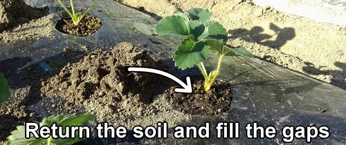 Return the soil and fill the gaps