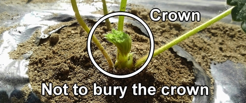 Don't bury the strawberry crown in the soil