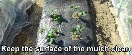 Keep the surface of the mulch clean