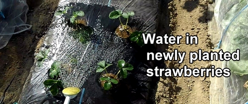 Water in newly planted strawberries