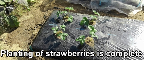 Planting of strawberry seedlings is complete