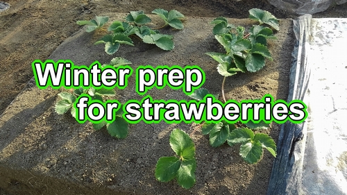 Winter preparation for strawberries (Japanese june bearing strawberries care)