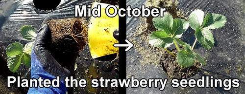 Planting strawberries (I planted the strawberry seedlings in mid-October)