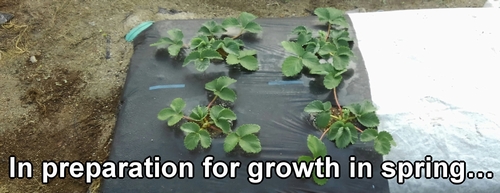 Strawberries about one month after planting