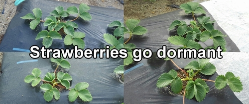 Strawberries go dormant during winter