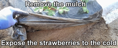 Remove the mulch from the strawberry bed