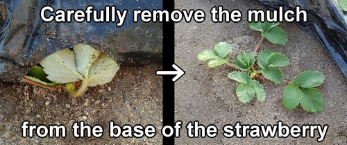 Carefully remove the mulch from the base of the strawberry plants