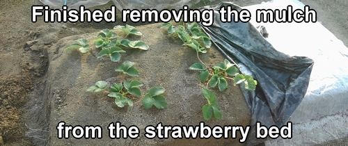 Mulch removal from the strawberries is complete