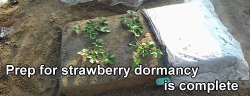 Winter preparation for strawberries is complete (Strawberry care in winter is complete)