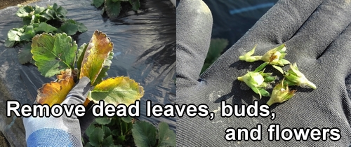 Remove dead leaves, buds, and flowers from the strawberries