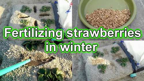 Fertilizing strawberries (How to feed Japanese strawberries)