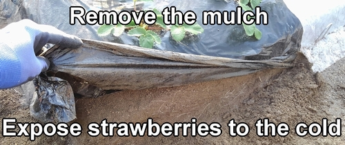 Remove the mulch and expose the strawberries to the cold