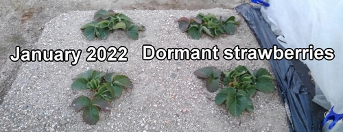 Dormant strawberries