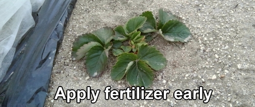 Fertilize the strawberries in January