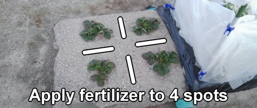 Apply fertilizer to four spots between the strawberry plants