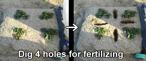 Dig holes for fertilizing