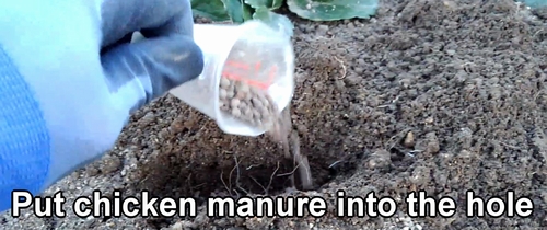 Put chicken manure into the hole