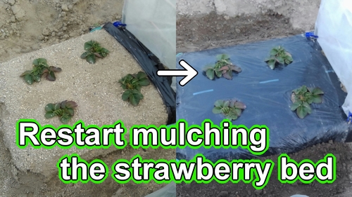 Strawberry bed care (Restart mulching the strawberry bed)