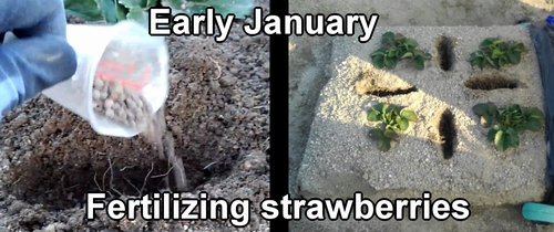 Fertilizing strawberries