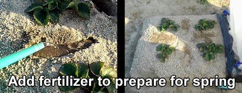 Water the fertilizer and bury it in the soil