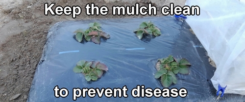 Keep the mulch surface as clean as possible