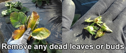 Remove any dead leaves or buds from the strawberries