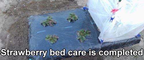 Care for strawberries in winter is completed