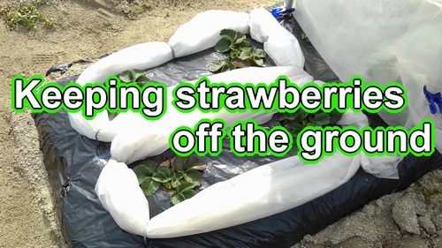 Keeping strawberries off the ground (Spring care of strawberry plants)