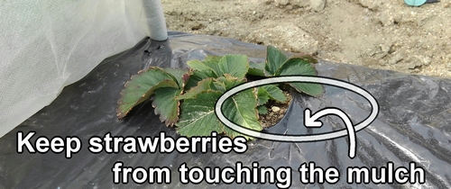 Place non-woven fabric around the strawberry plants