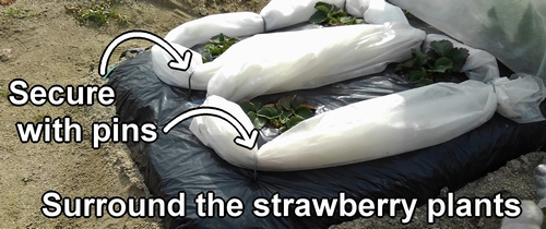 Surround the strawberry plants with non-woven fabric