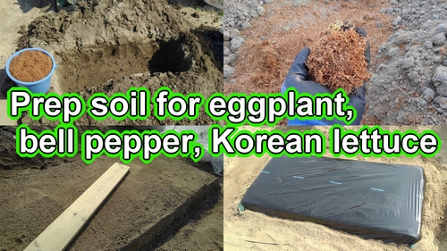 Prep soil for eggplant, bell pepper and Korean lettuce