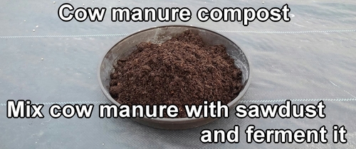 Cow manure compost