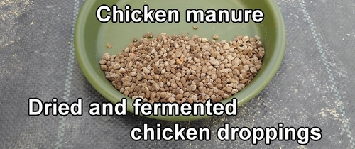 Chicken manure