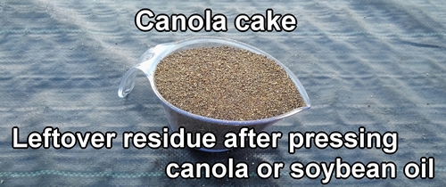 Canola cake