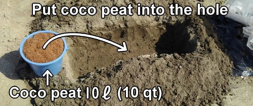 Put coco peat into the hole