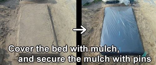 We put mulch on the bed of eggplant, bell pepper, and lettuce