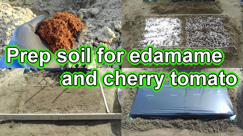 Prep soil for edamame beans and cherry tomatoes