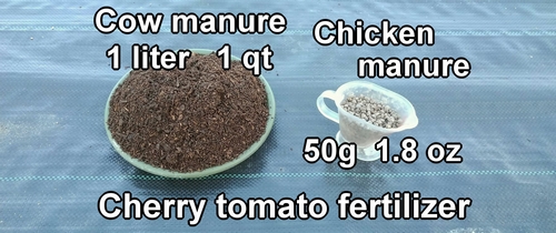 The fertilizer for cherry tomatoes is cow manure and chicken manure