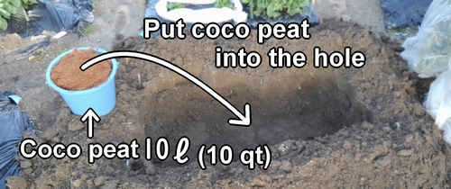 Put coco peat into the hole