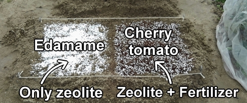 Spread fertilizer in the edamame and cherry tomato bed