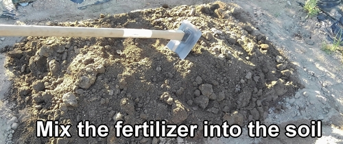 Mix the fertilizer into the soil of the bed