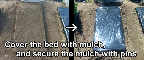 We put mulch on the bed of edamame and cherry tomato