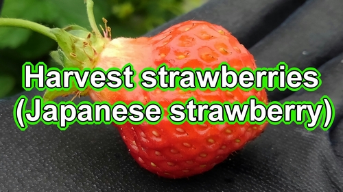 Harvest strawberries (Strawberry harvest season)