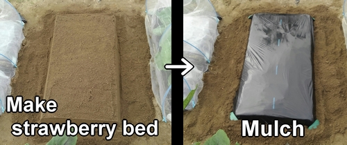 Create strawberry bed and mulch