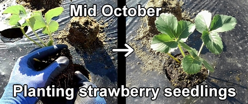 Planting strawberry seedlings (Planting strawberries in the ground)